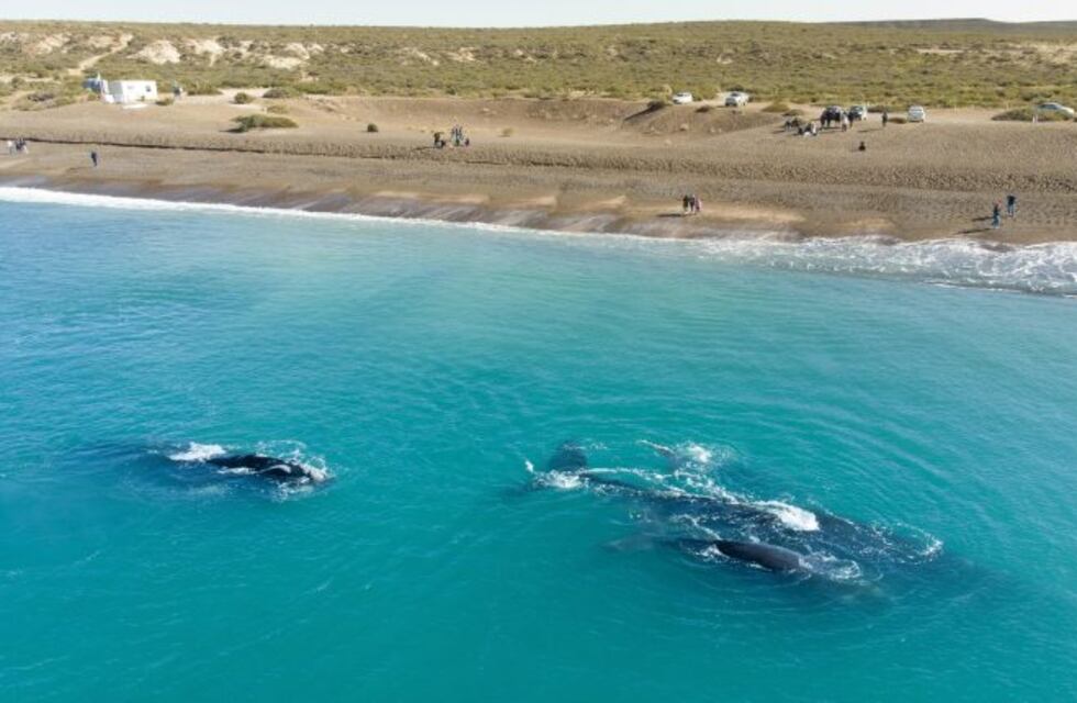 Puerto Madryn extiende su propuesta "Futuro Viaje" para compras turísticas hasta fin de julio