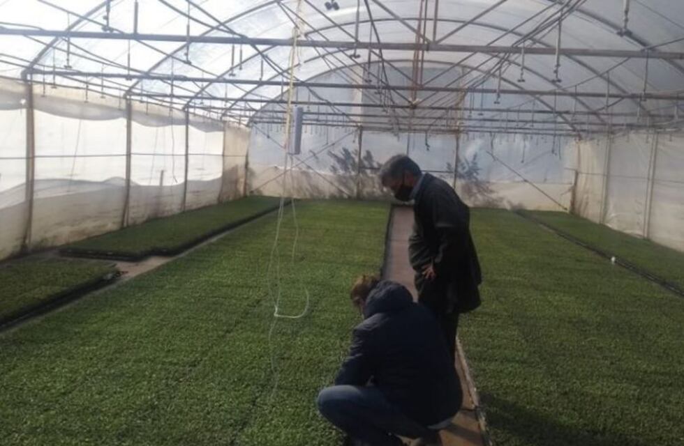 Más de un millón de  plantines de tomate son producidos para la industria local