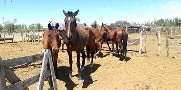 Nuevos detenidos por robar y faenar un caballo para vender la carne como milanesas. Imagen de archivo.