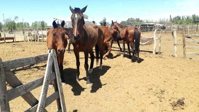Nuevos detenidos por robar y faenar un caballo para vender la carne como milanesas. Imagen de archivo.