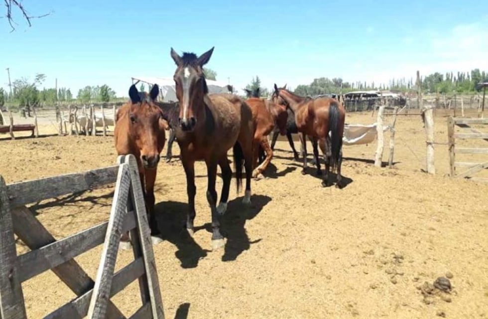 San Rafael: detenidos por faenar caballo y pretender vender la carne como milanesas