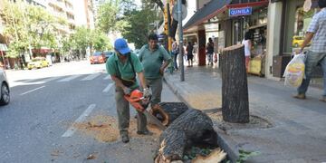 El arbolado urbano sufre el deterioro constante del paso del tiempo\u002E