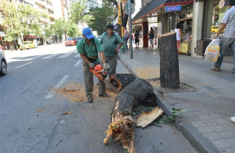 Relevamiento forestal y 40 mil plantas nuevas para Córdoba