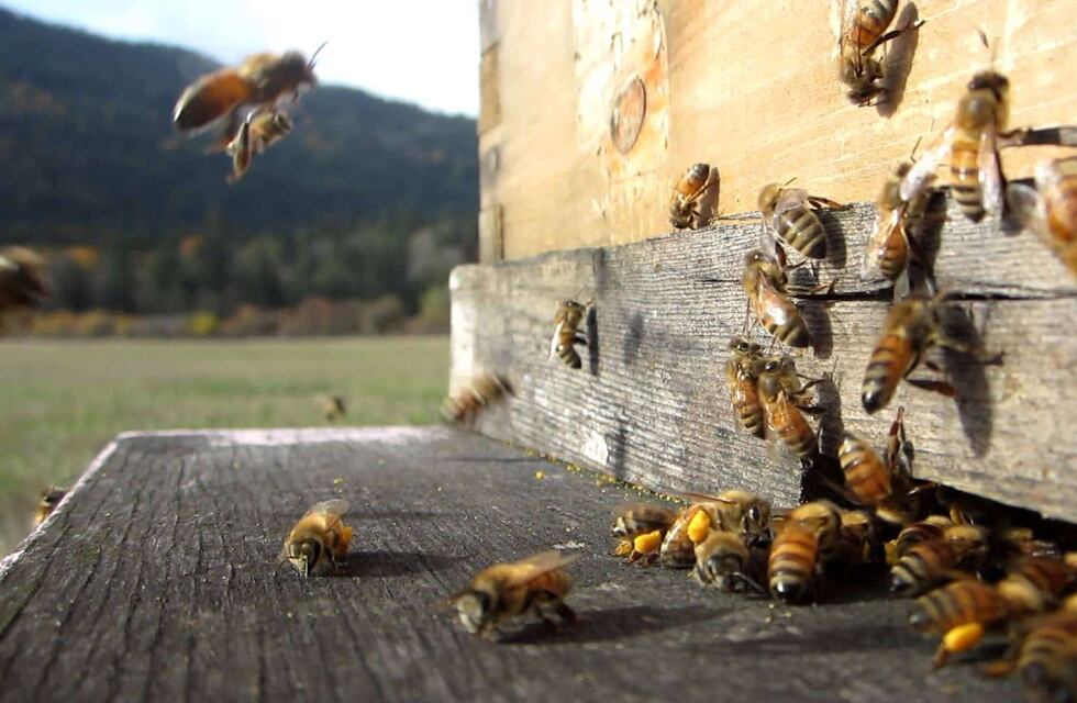 La Policía recuperó en Alvear colmenas robadas en San Rafael