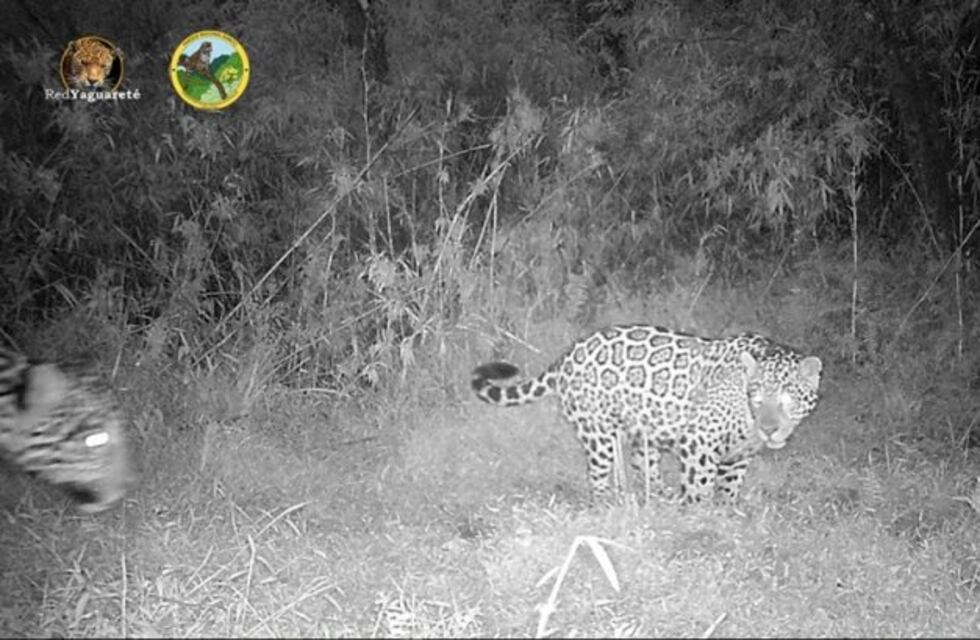 Fotografiaron a dos yaguareté juntos en el norte de Salta
