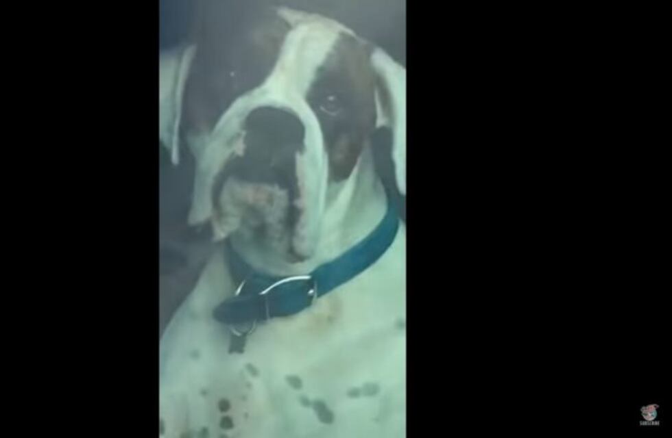 Lo dejaron encerrado en un auto y así llamó la atención de su dueño