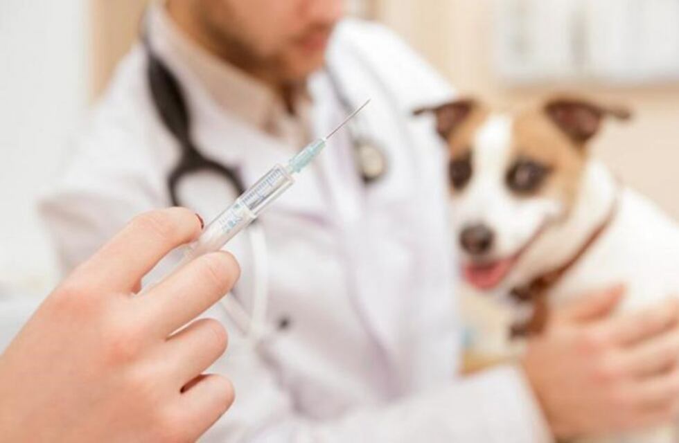 Retoman la vacunación antirrábica para perros y gatos