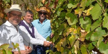 Vendimia en viñedos de extrema altura, en Maimará, Jujuy