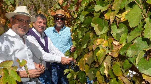 Vendimia en viñedos de extrema altura, en Maimará, Jujuy