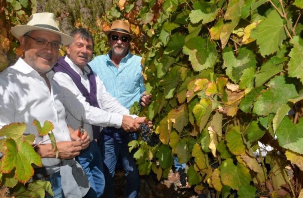 Jujuy duplicó las hectáreas plantadas para la producción de vinos de extrema altura