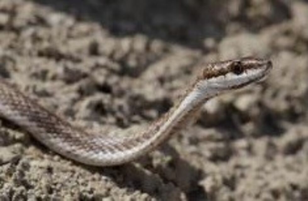 Policías atraparon una víbora y salvaron a los vecinos