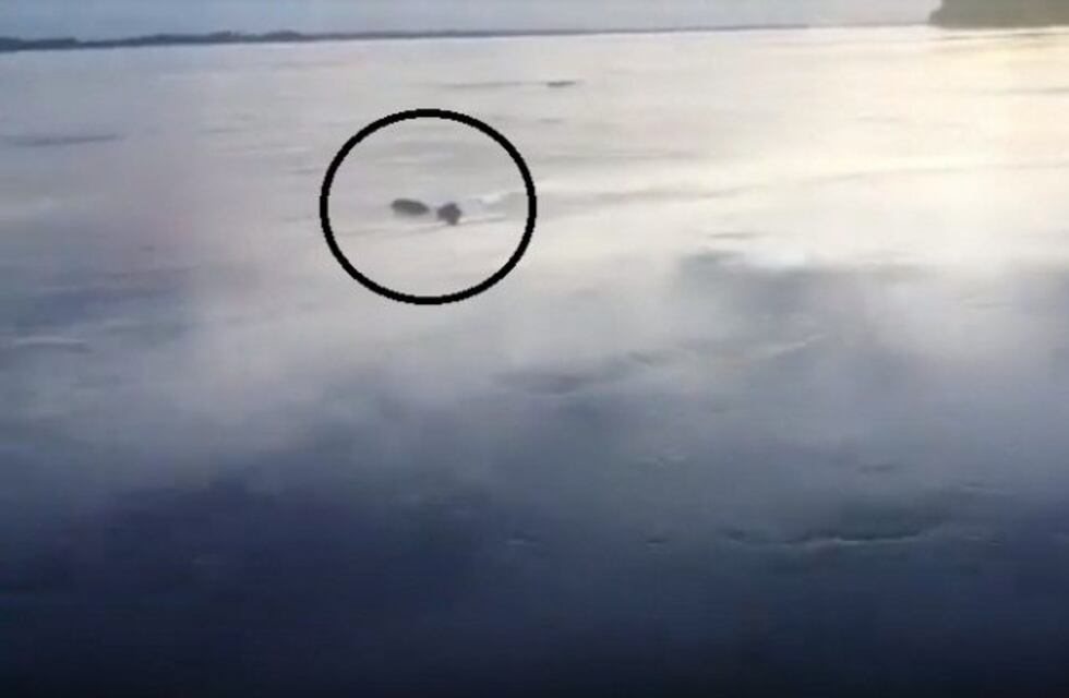 Video Viral: Un puma nadando en el Paraná