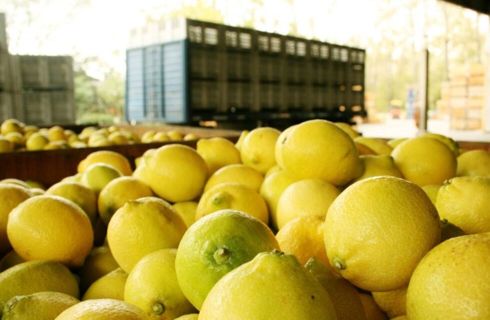 Estados Unidos permitirá el ingreso de limones argentinos a partir del 26 de mayo