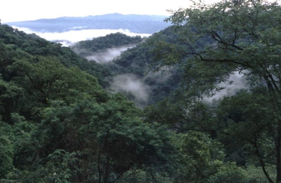 Al menos diez propuestas se recibieron para la restauración de bosques nativos en Jujuy