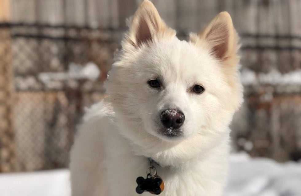 El dramático rescate de un perrito que cayó a un lago congelado en Chicago