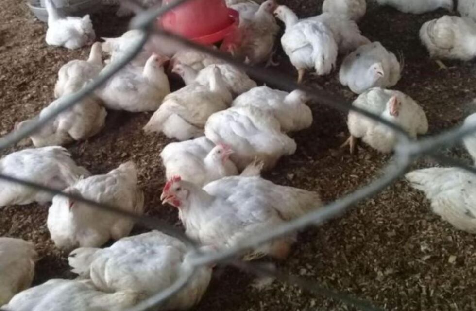 Asaltaron un Instituto Agropecuario y produjeron una pérdida de 150 mil pesos