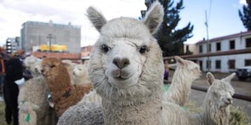 An alpaca with partially regrown hair stands with others during the annual Camelid Expo fair in El Alto, Bolivia, Sunday, Aug\u002E 16, 2015\u002E The herding of cameloids like alpacas, llamas and vicunas has been a major highland activity since 4000 B\u002EC\u002E, providing indigenous civilizations with a reliable and sustainable supply of wool, meat, fertilizer and heat\u002E (AP Photo/Juan Karita) bolivia el alto bolivia feria anual de los camelidos Expo Camelidos exposicion alpacas llamas vicuñas