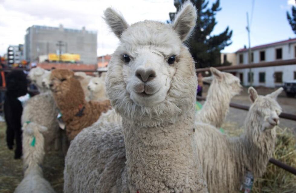 Congreso Mundial sobre Camélidos se hará en Jujuy en 2021