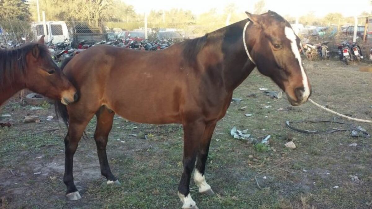 Caballos sueltos en Alta Gracia