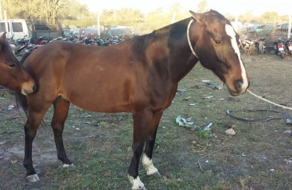 Esta vez en Alta Gracia: dos caballos sueltos en la vía pública