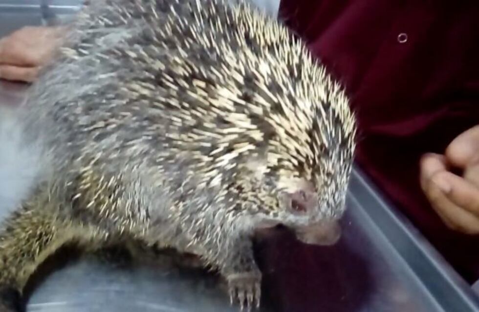 Vecinos salvaron a un erizo de morir apaleado