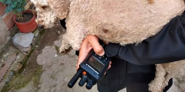 Perros rescatados de una vivienda de Provincias Unidas y Seguí\u002E (@fabibergia)