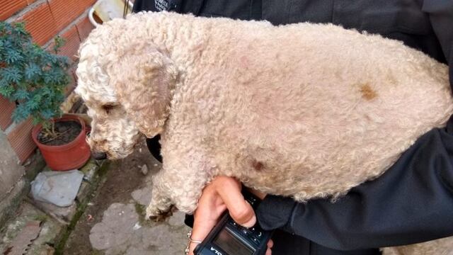 Perros rescatados de una vivienda de Provincias Unidas y Seguí\u002E (@fabibergia)