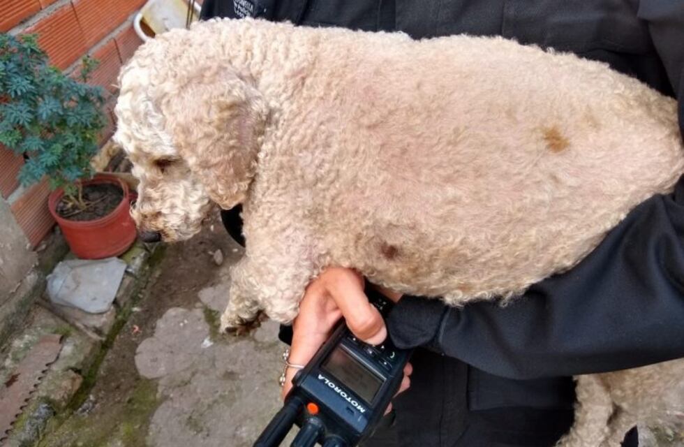 Rescataron a perros que estaban encadenados y heridos en una casa de zona oeste