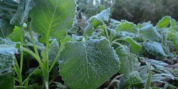 Helada en El Soberbio