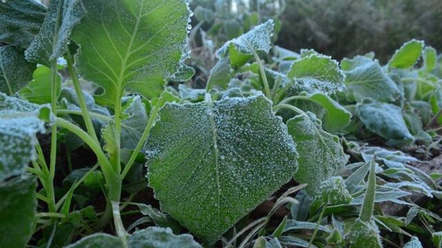 Helada en El Soberbio