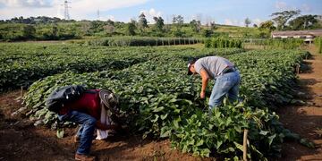 Campesinos marchan mañana martes a las 16\u002E