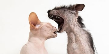 Lobo y Dobby\u002E (Instagram)