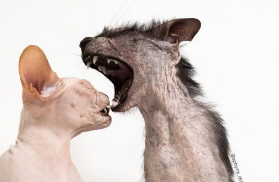 El extraño caso de dos amigos felinos: uno parece un lobo y el otro no tiene pelo
