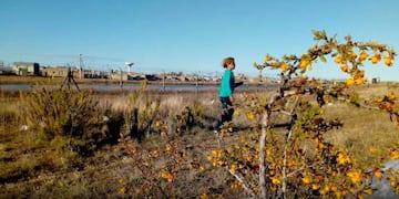 gallegos flora nativa