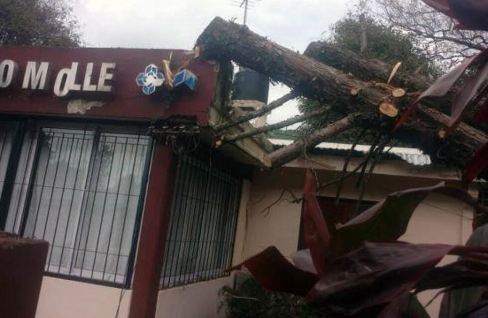 Horco Molle: un árbol cayó en un caps de la zona y corto los cables de luz