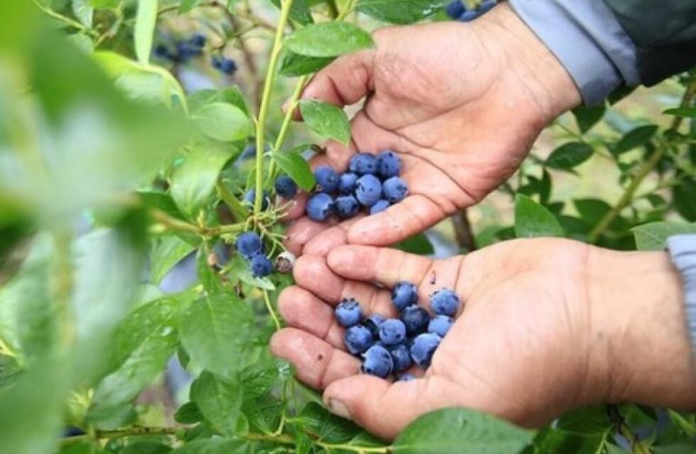 Cómo funciona el sistema que protege a los arándanos de las heladas en la región