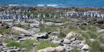 Río Negro impulsa la creación de un nuevo parque nacional en el Complejo Islote Lobos