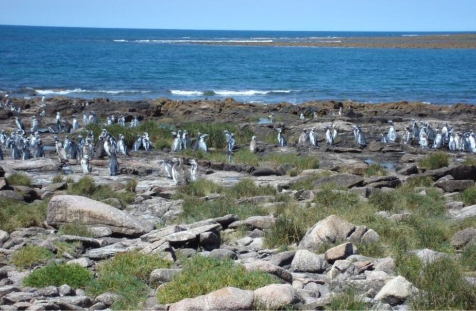 Río Negro impulsa la creación de un nuevo parque nacional en el  Complejo Islote Lobos