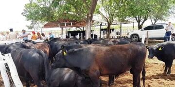 Entregaron toros en el oeste (ruralaldia)