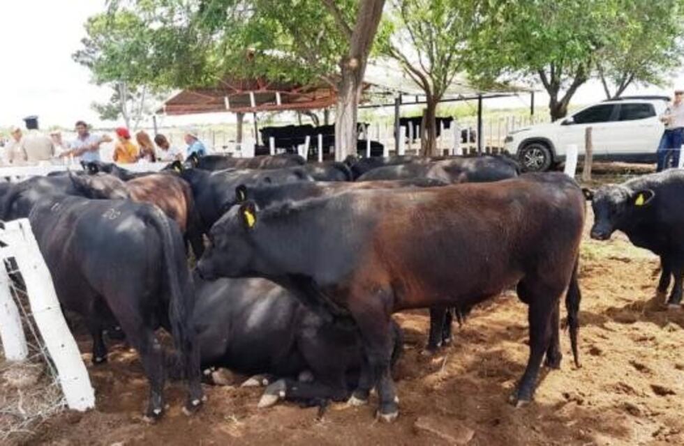 Entregaron toros con genética de excelencia a rodeos del oeste pampeano