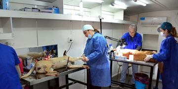 Móvil de castración de perros va por los barrios