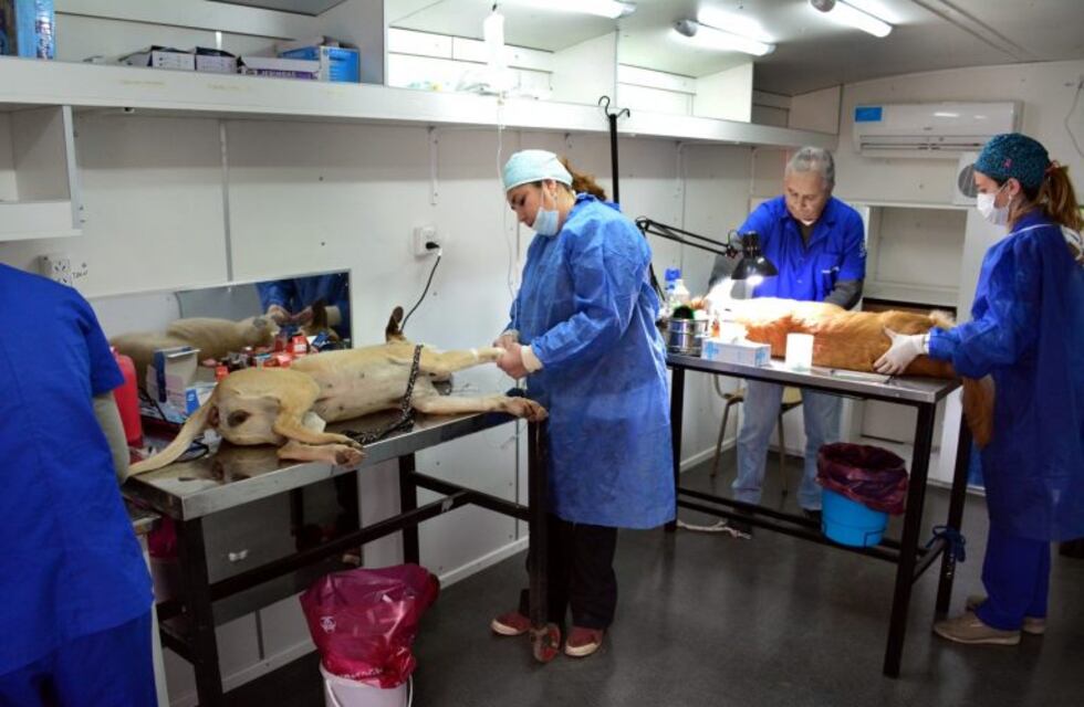 Móvil de castración gratuita para mascotas en barrio Quintitas Golf