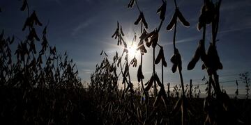 FILE PHOTO: Soy plants are seen at a farm in Carlos Casares, Argentina, April 16, 2018\u002E Picture taken April 16, 2018\u002E REUTERS/Agustin Marcarian/File Photo