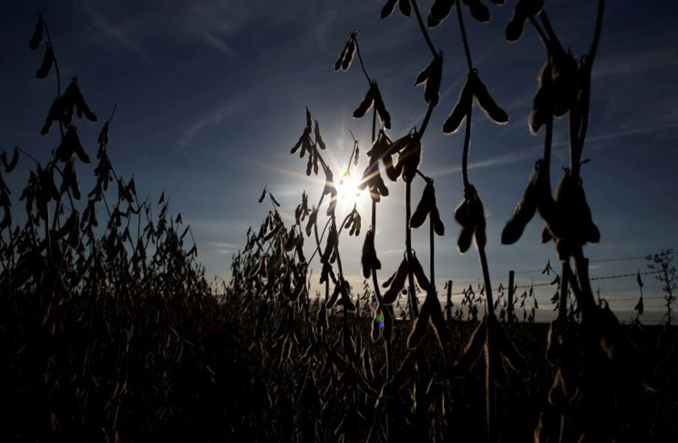 Nueva soja resistente