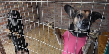 Perros rescatados Mendoza