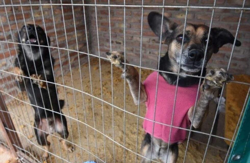 Realizarán un bingo para mantener a unos 100 perros