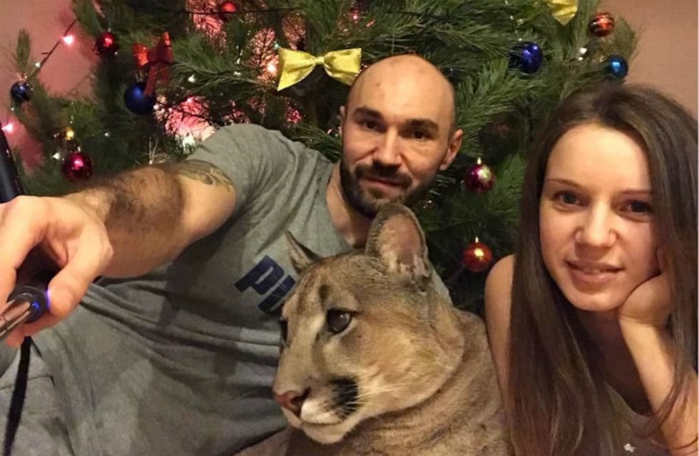 Así vive una pareja rusa que tiene a Messi, un puma, como mascota