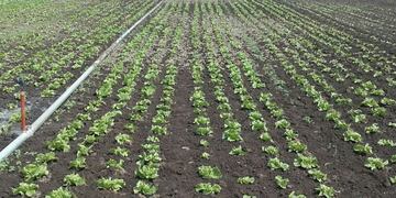 Langostas en Río Cuarto