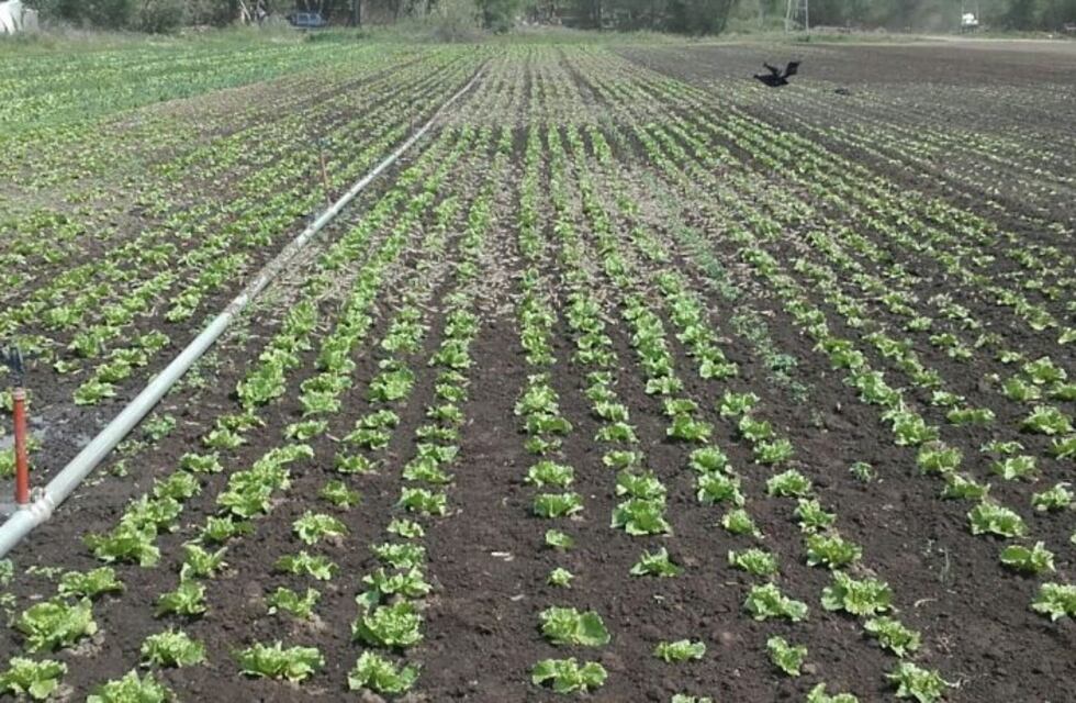 Langostas llegaron a Río Cuarto y temen que se multipliquen