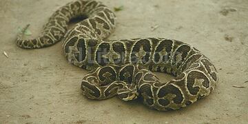 Yararu00e1 picu00f3 a un hombre en General Alvear